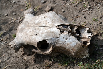 Skull of a big antelope found in the mountains of Ethiopia