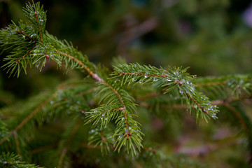 fir branches with drops after rain