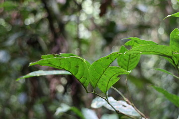 Leaves, Mulu National Park, Borneo