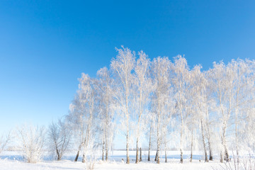 Trees in the snow against the sky.