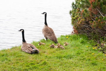 Canada geese with thier gosslings