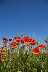 Bright red poppies flowers blossom on wild field. Blue sky on the background. Red beautiful poppies, green grass and bright blue sky. Poppy macro, close-up. Victory symbol