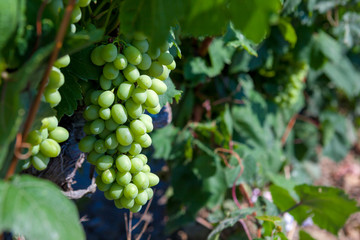 Bunch of green grapes on grapevine in vineyard.