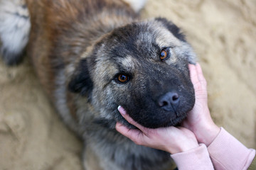 man's hands hug the head of a large dog