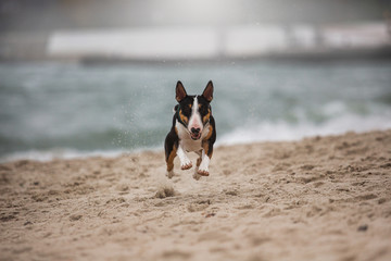 Running dog on the beach bull terrier