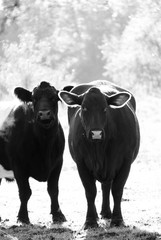 Vertical image of Santa Gertrudis and Belted Galloway beef cows close up in black and white, looking at camera on farm.
