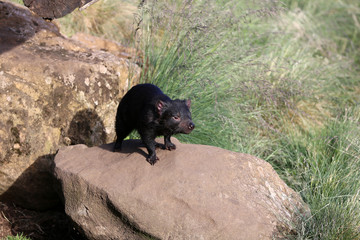 Tasmanischer Teufel  (sarcophilus harrisii) in Tasmanien. Australien