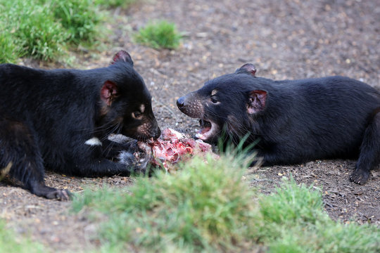 Tasmanischer Teufel  (sarcophilus harrisii) in Tasmanien. Australien