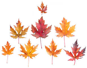 Colorful maple leaves on a white isolated background. Autumn season.Dry tree leaves 