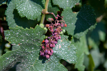 Rot of grapes. Dry leaves. Autumn season.