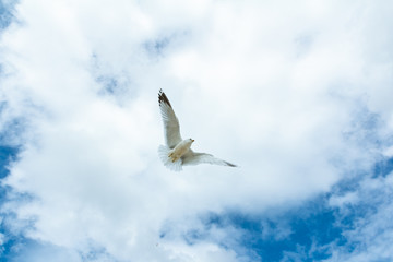 Seagull flying in the blue sky.