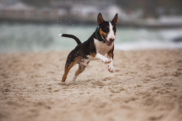 Running dog on the beach bull terrier