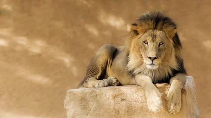 Foto op Plexiglas portret van een leeuw © Hamdan