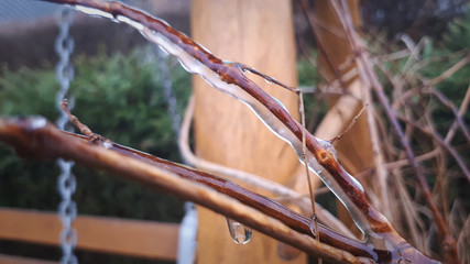 branches covered with ice as a result of falling and freezing rain in winter.