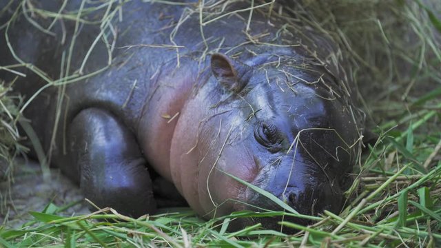 Extreme Close up of baby Pygmy hippopotamus sleeping.