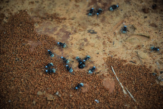 Ants living in termite mound, Australia