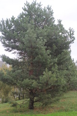 Pine in the park