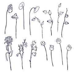 Plants branches isolatet