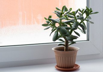green plant in a pot on the window