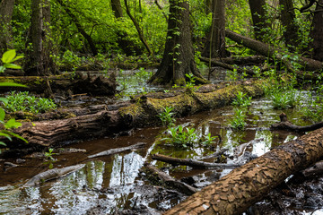 Fototapeta na wymiar Trees in a swamp, fallen trees in the swamp, moss and water