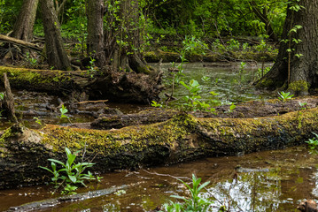 Naklejka na ściany i meble Trees in a swamp, fallen trees in the swamp, moss and water