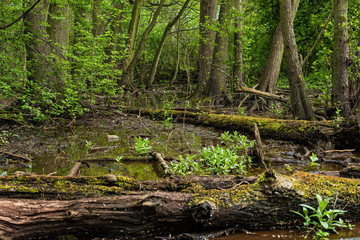 Trees in a swamp, fallen trees in the swamp, moss and water