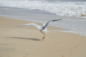 One-legged disabled seagull takes off over the seashore