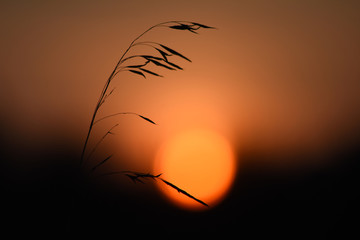 Zachód słońca i trawa