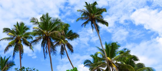 Palms are among the best known and most extensively cultivated plant families. 