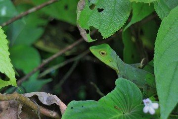 Little green lizard, Mulu National Park, Borneo