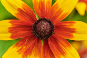 Yellow big daisy on a green background in macro