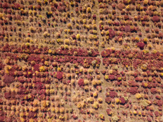 Aerial view from drone to a forest carpet pattern in autumn colo