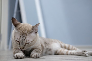 The cat licking hairy on the floor.
