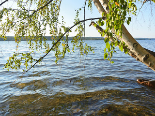 Trees bent over Pertozero in Karelia in Autumn, Russia