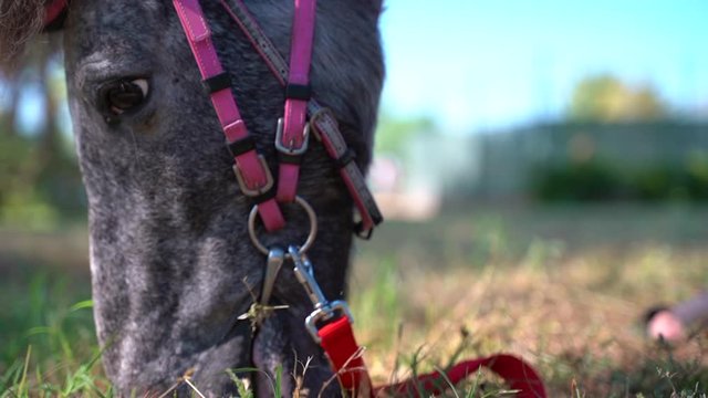 Close-up view of horse's muzzle chewing grass in the stable. Graceful thoroughbred horse with leather harness, brown horse and human concept 
