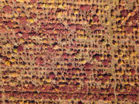 Bird's eye pattern of forest with autumn foliage with brilliant