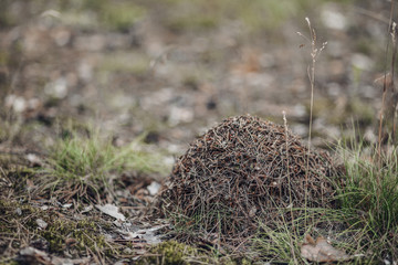 anthill in the forest