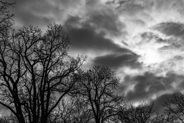 Drzewa i chmury
