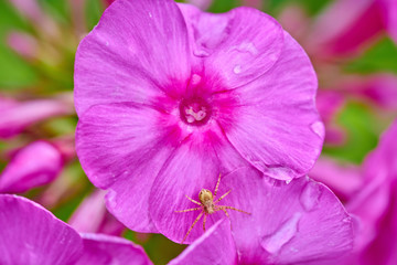 Pink purple phlox flower  in macro shot with raindrops