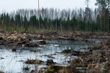 deforestation. residues from the forest. environmental disaster and problem