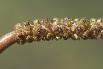 Potamogeton polyganifolius pondweed aquatic plant that sometimes covers the entire surface of streams and pond of backwaters