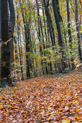 Wanderung im Wiehengebirge bei Lübbecke. Der Herbst in seinen schönsten Farben.