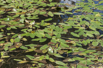 Potamogeton polyganifolius pondweed aquatic plant that sometimes covers the entire surface of streams and pond of backwaters