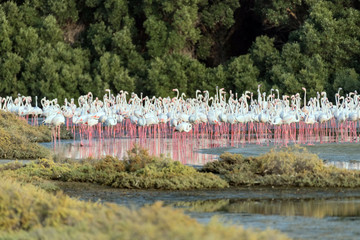 Caribbean pink flamingo at Ras al Khor Wildlife Sanctuary, a wetland reserve in Dubai, United Arab Emirates