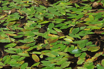 Potamogeton polyganifolius pondweed aquatic plant that sometimes covers the entire surface of streams and pond of backwaters