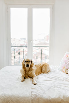 Golden retriever portrait