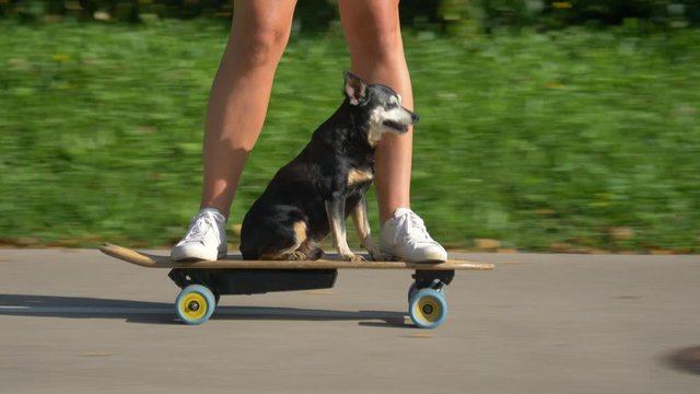 CLOSE UP, LOW ANGLE: Funny shot of a puppy riding an e-longboard with fit young woman. Adorable senior dog sits on the electric skateboard and cruises through the sunlit park with its active owner.