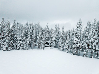 Snowy trees on a cold winter morning on a frozen lake covered in snow.
