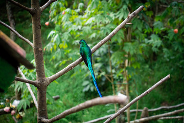 Hummingbird