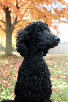 Black standard Poodle